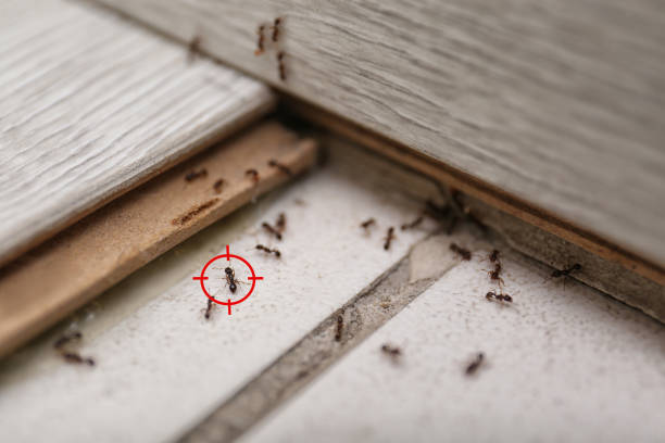 Trusted Puget Island, WA Pest Control Experts